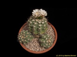 Gymnocalycium hybopleurum 333